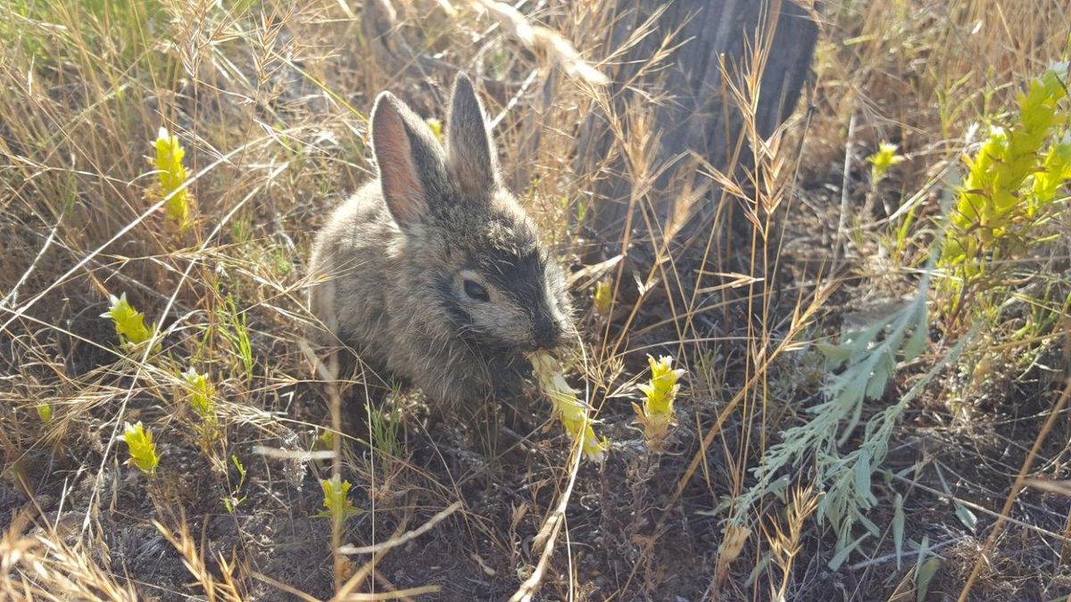 A pygmy rabbit rescued from the Beezley Hills facility eats owl clover in its new enclosure. (Photo by Kourtney Stonehouse / Photo by Kourtney Stonehouse, WD)