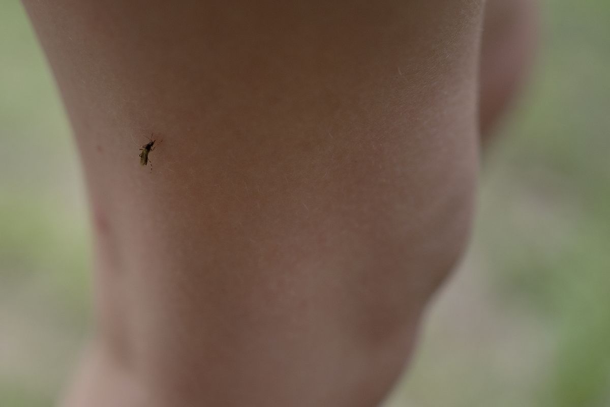 A mosquito lands on a child at a park in Roman Forest, Texas, north of Houston, on Thursday. MUST CREDIT: Danielle Villasana for The Washington Post  (Danielle Villasana/For The Washington Post)