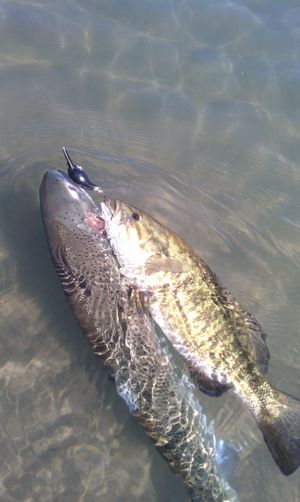 An angler was reeling in a steelhead on the Deschutes River in 2011 when a smallmouth bass darted out to take the plug from the larger fish. The increase of nonnative bass into Oregon's fabled steelhead-salmon river concerns fisheries biologists.
 (Bob Toman)