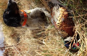 Scout, an English setter, pauses with a pheasant he pointed and retrieved for Rich Landers in Whitman County. (Rich Landers)