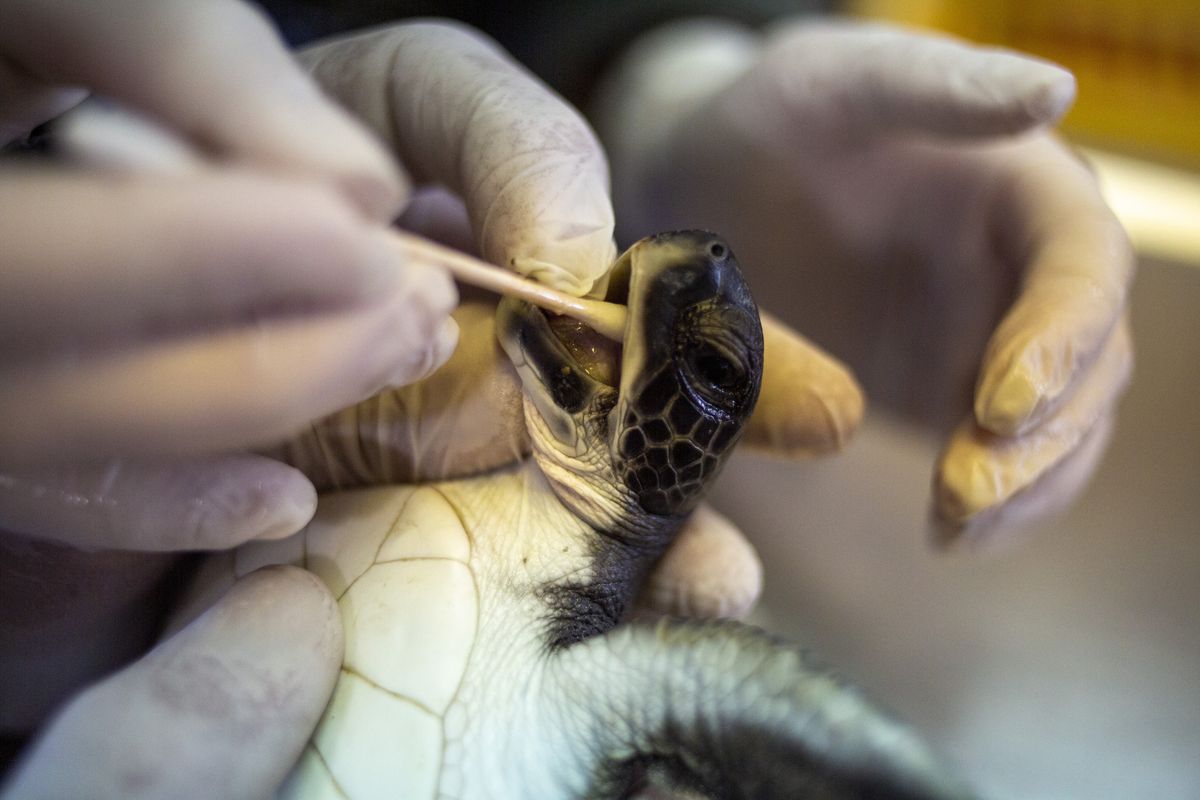 A 6-month-old green sea turtle is cleaned from tar after an oil spill in the Mediterranean Sea at Israel