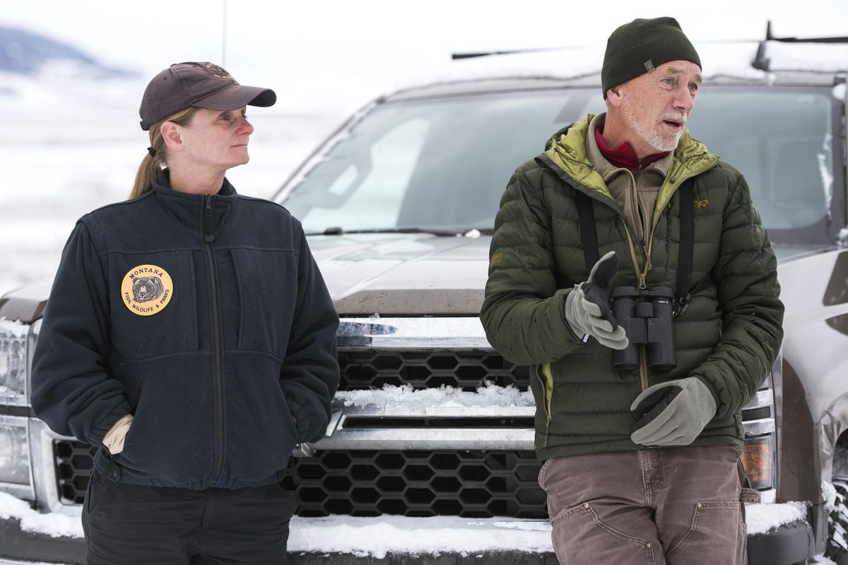 Montana Fish, Wildlife and Parks Biologist Julie Cunningham and Bob Garrot, a Montana State professor and biologist, discuss the transplant of some bighorn sheep from the herd Friday, Dec. 14, 2018, near Quake Lake to Wolf Creek south of Cameron, Mont. Cunningham, who has worked for FWP for 12 years, is the person in charge of the sheep herd that lives near Quake Lake, known as the Taylor-Hilgards herd. (Rachel Leathe / Bozeman Daily Chronicle)