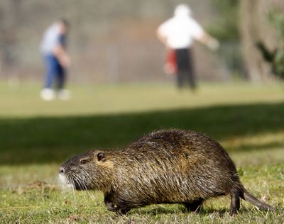 ORG XMIT: ORROS101 A nutria shares the links with golfers at the Stewart Park Golf Course in Roseburg, Ore., on Thursday, Feb. 5, 2009. (AP Photo/The News-Review, Robin Loznak) (Robin Loznak / The Spokesman-Review)