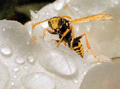 
A yellow jacket crawls on a rose covered with water drops in the rose garden at Woodland Park in Kalispell, Mont.
 (The Spokesman-Review)