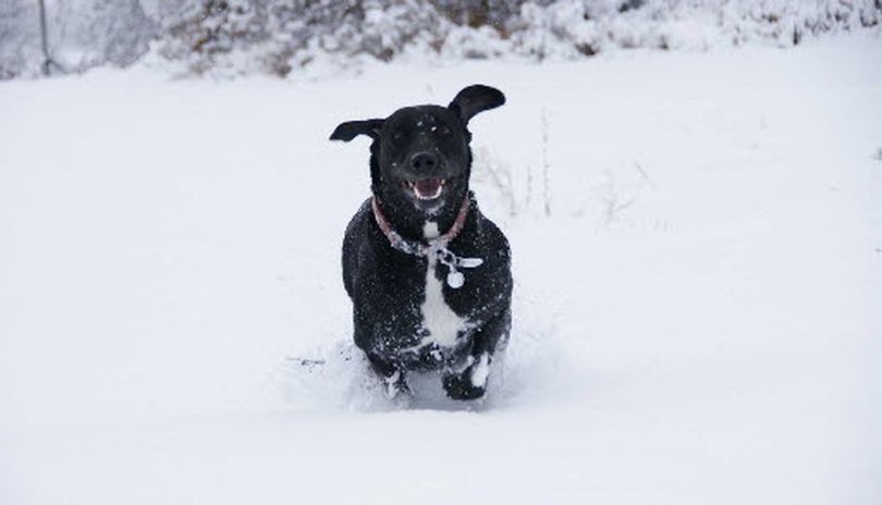 A dog named Lucky enjoys the snow. (Photo courtesy of Wende Barker)