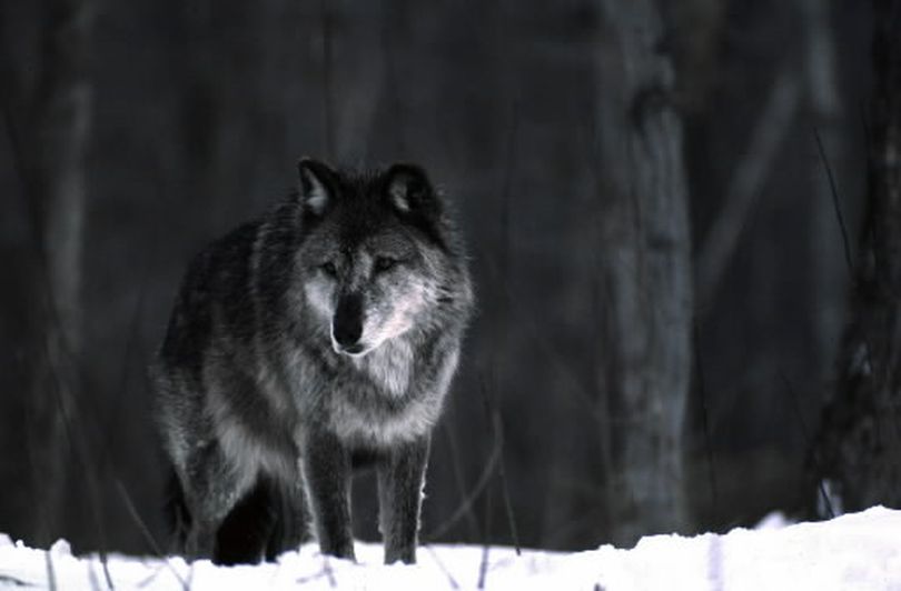 In this 1987 photo released by the Michigan Department of Natural Resources, a wolf stands in the snow near Ishpeming, Mich. Once hunted to near extinction, gray wolves in the western Great Lakes region and the northern Rocky Mountains have rebounded. (courtesy)