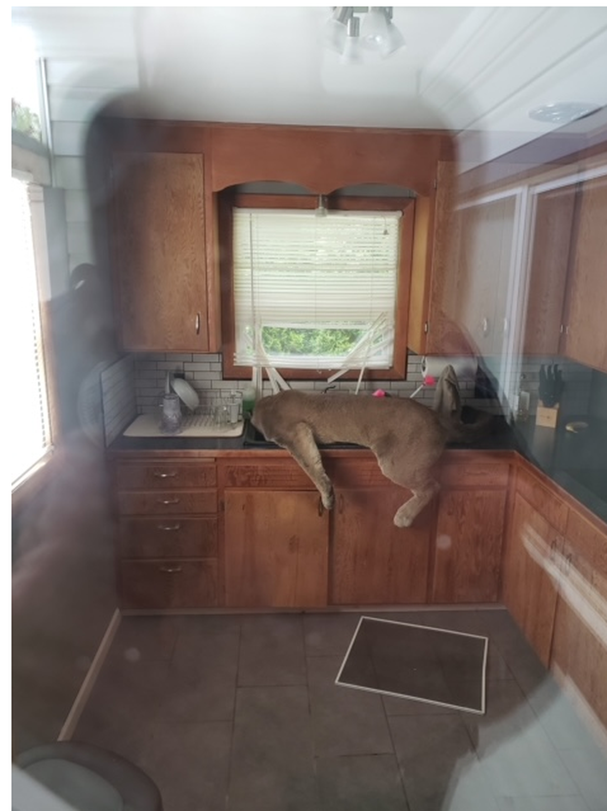 An adult male cougar broke through a screen door and into an Ephrata man’s kitchen Tuesday, Ephrata police say.  (Courtesy of Ephrata Police Department)