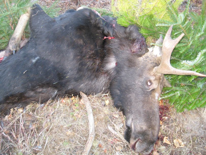 One of two bull moose killed illegally and left to waste near Cataldo Idaho on or around Oct. 29, 2011. (Idaho Fish and Game Department)