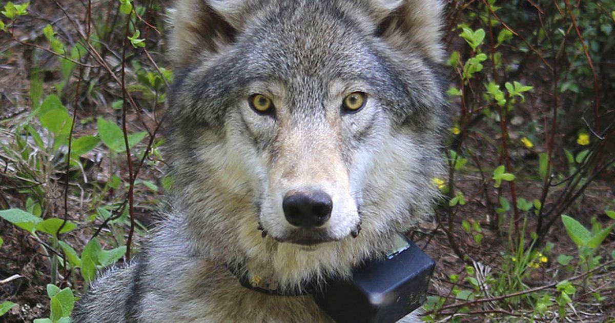 Four wolves found dead in northeast Washington; environmental groups ...