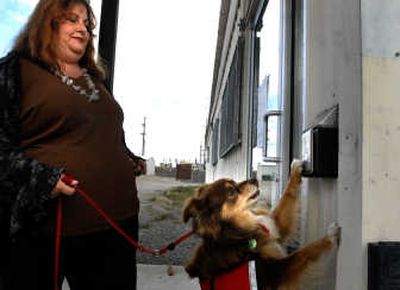 
Nan Kelly demonstrates her service dog, Ali's, skills. Ali is an 8 year-old miniature Australian Shepherd.
 (Jed Conklin / The Spokesman-Review)