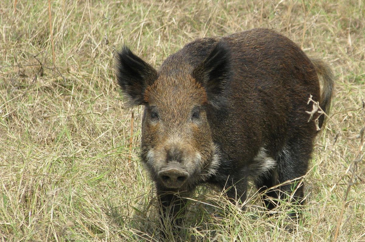 out-about-wild-swine-an-invasive-species-curse-the-spokesman-review