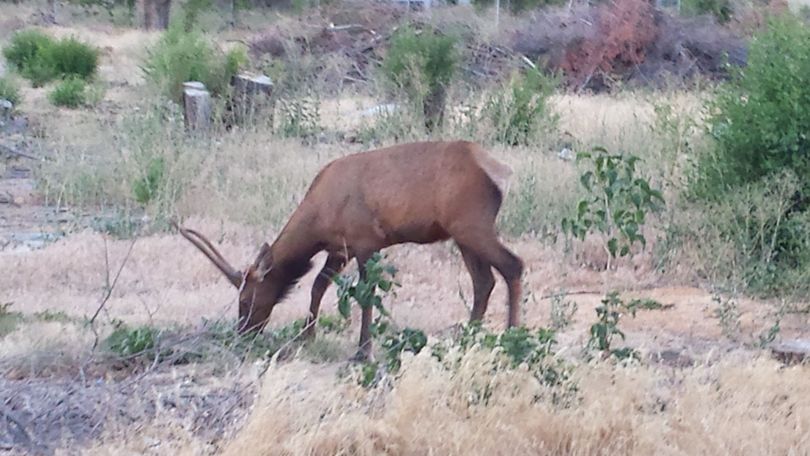 Bull elk foraging for food in Garden City before Idaho Fish & Game officers tranquilized it and move it out of town (Idaho Fish & Game)
