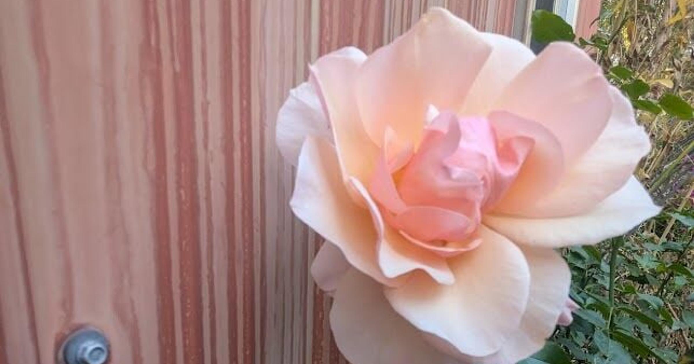 Gardening: Prune and mulch roses to protect them from winter's freezing temperatures