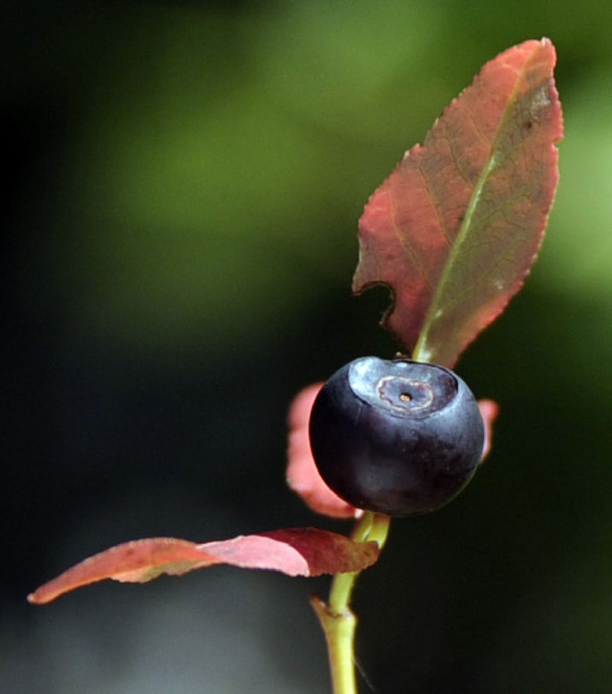 Fading into fall, the 2009 huckleberry crop is likely to be recalled with great reverence. (Jesse Tinsley / The Spokesman-Review)