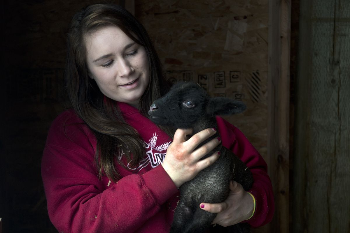 Alyx Hanson holds a newborn Suffolk lamb Wednesday in the barn where she breeds and raises sheep to sell to other youthful livestock keepers who participate in 4-H, FFA and Junior Livestock shows. She has built a business raising animals for other kids in agriculture and will use the proceeds to help pay for college in Oklahoma this fall. (Jesse Tinsley)