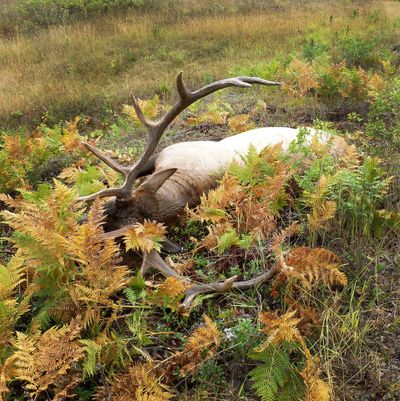 This trophy six-point bull elk was killed illegally with a rifle by Charles I. Fraley during archery season.