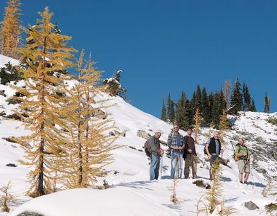 Alpine larches are in golden glory on Aug. 16 near Rainy Pass on the North Cascades Highway.  (Rick Rocheleau)