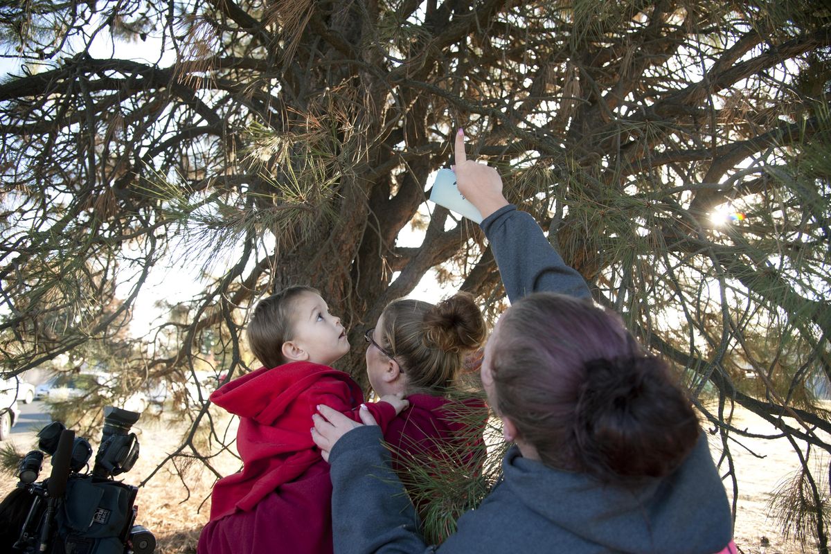 Toby McFeron, 3, gets help spotting a 150 pound black bear in tree from his aunts Christy (center) and Stacie Knutsen, Oct. 16, 2015, on Lyons Avenue near Nevada Street in Spokane, Wash. Washington State Fish and Wildlife officers tranquilized the two-year-old bear and had plans to transport it north of Spokane. (Dan Pelle / The Spokesman-Review)