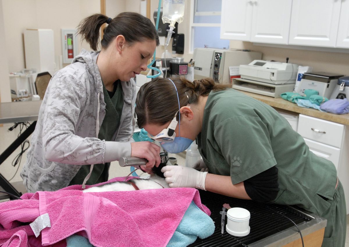 Veterinary technicians Brandi Slocum and Gina Moses clean a small dog’s teeth at Liberty Lake Veterinary Center Tuesday. (J. BART RAYNIAK / The Spokesman-Review)