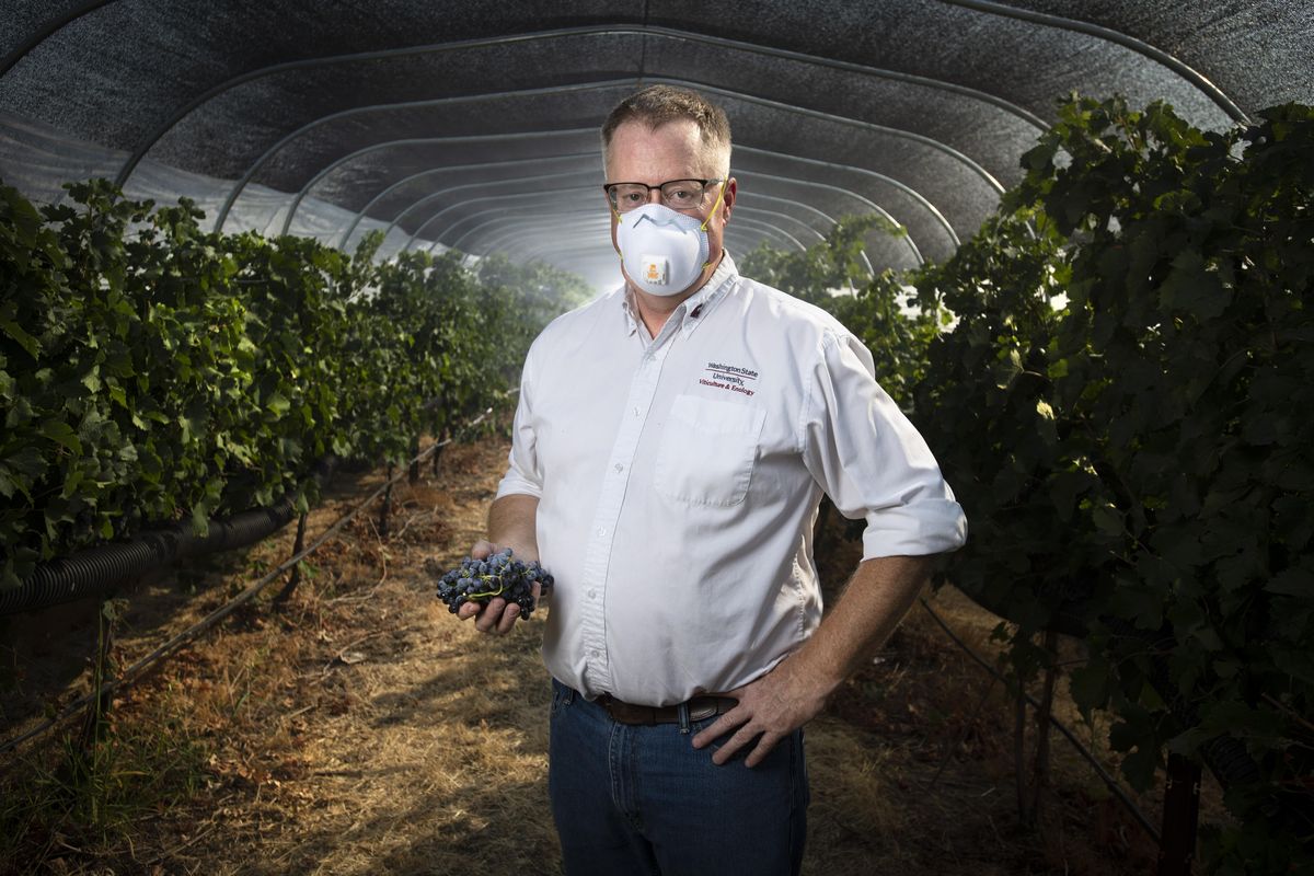 At an experimental orchard near Prosser., Wash., WSU researcher Tom Collins and his team are studying “smoke taint” in wine, an unpleasant taste as a result of a grape vine’s exposure to smoke from wildfires. (Colin Mulvany / The Spokesman-Review)