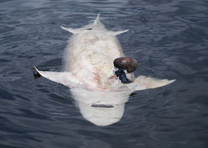 This 7-foot sturgeon, discovered by water skier Keith Magnuson, bellied up in Lake Washington in Aug. 2013. ( Keith Magnuson)