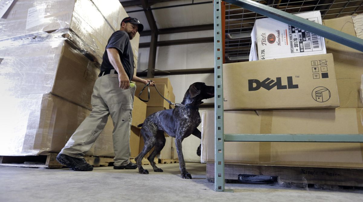 In this Thursday, June 9, 2016, photo, Transportation Security Administration dog trainer Ford Rinewalt works with Sylvia, a bomb-sniffing dog, in a makeshift warehouse during a drill at Lackland Air Force Base in Texas. (Eric Gay / Associated Press)