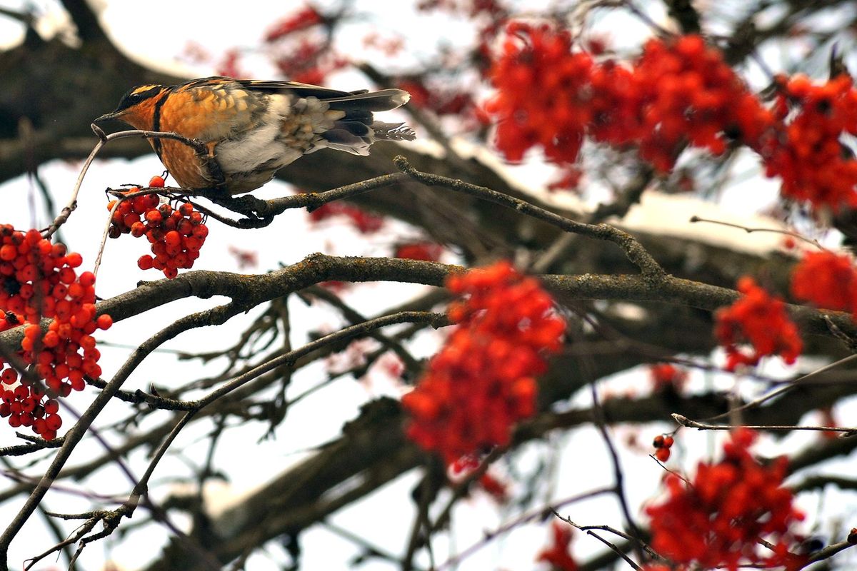 A robin eats berries from a Mountain Ash tree in Spokane, Feb. 18, 2019. (Liz Kishimoto / The Spokesman-Review)