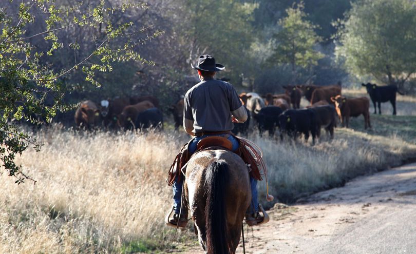 In this photo taken on Nov. 26, 2012 near Friant, Calif., herd manager Logan Page pushes cattle grazing on the Finegold Creek Preserve toward another pasture. The preserve is owned by the Sierra Foothill Conservancy, a Fresno-area land trust that's raising its own beef herd to benefit the environment and to improve its bottom line. (Gosia Wozniacka / Associated Press)