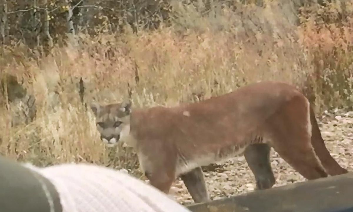 Mountain lion gives Idaho officer rare video op | The Spokesman-Review