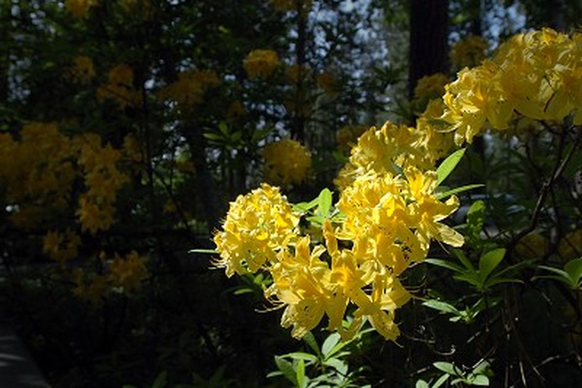 A profusion of yellow rhododendron flowers are like a billboard advertising the arrival of spring outside the Hecla Mining building in Coeur d