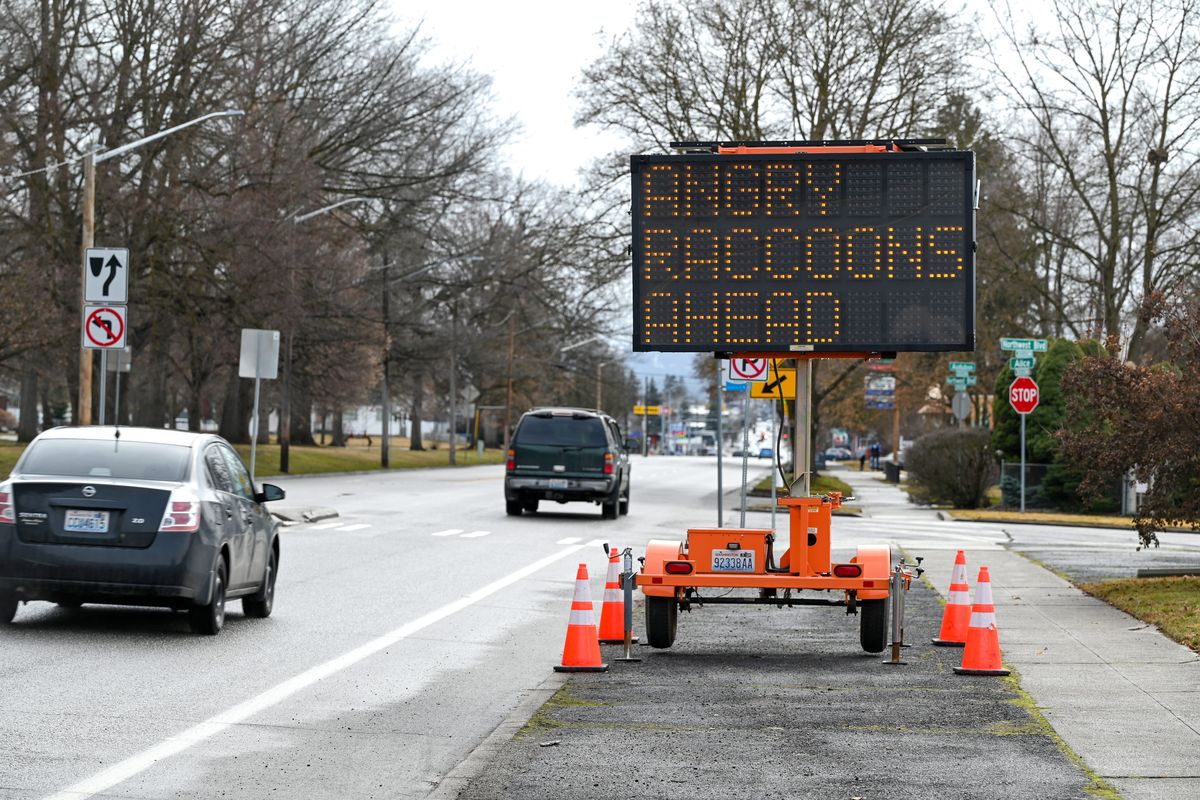 A traffic control sign reads “Angry raccoons ahead” Wednesday along Northwest Boulevard near West Alice Avenue.  (Jesse Tinsley/THE SPOKESMAN-REVIEW)