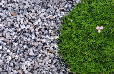 Crushed granite serves as the perfect mulch for drought-resistant plants and this blooming succulent.
(Photos by BRIAN PLONKA / / The Spokesman-Review)