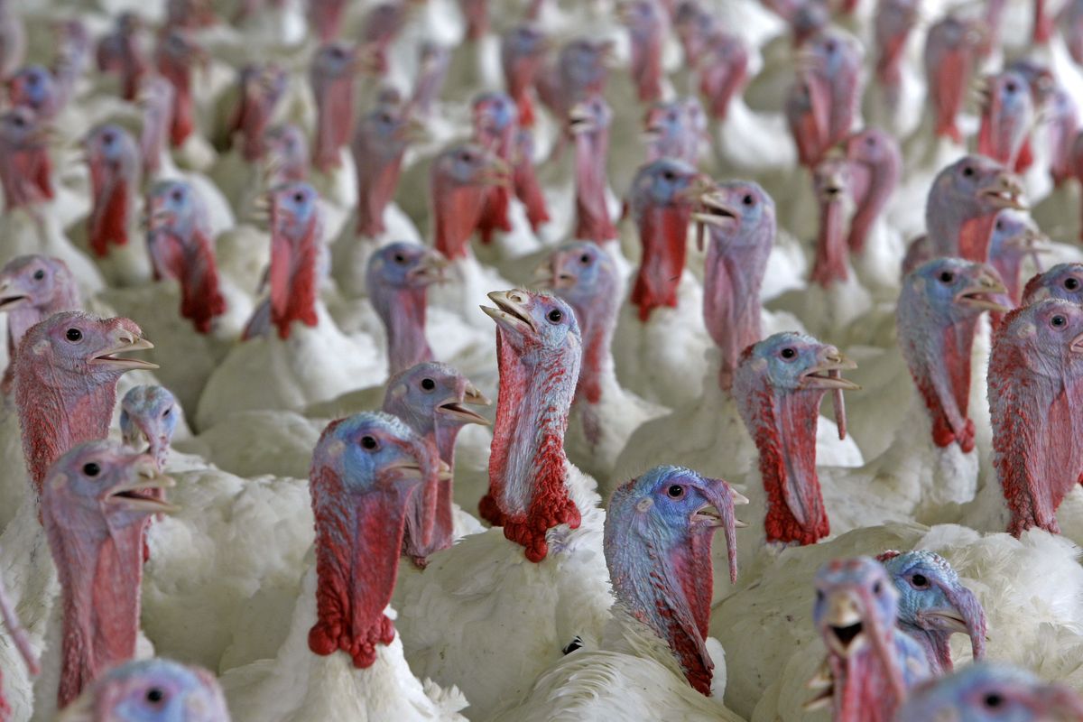 Nineteen-week-old turkeys raised for Butterball roam a farm near Turkey, N.C. (Associated Press)