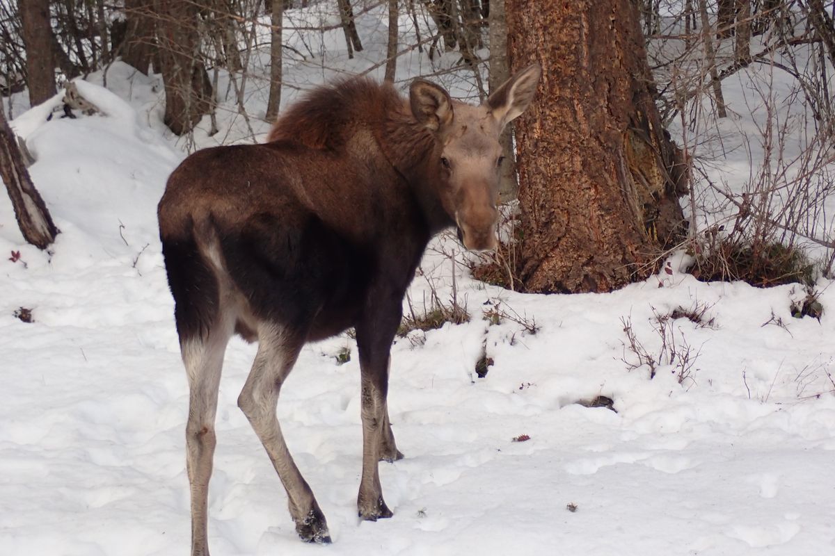 A baby moose as seen in Mary Franzel