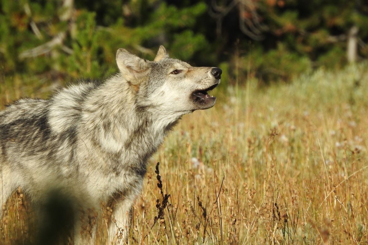 A wolf sounds off near Lowman, Idaho.  (Courtes Peter Rebholz)