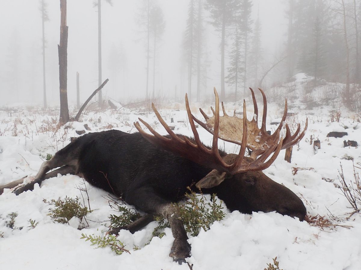 World-record moose - April 10, 2019 | The Spokesman-Review