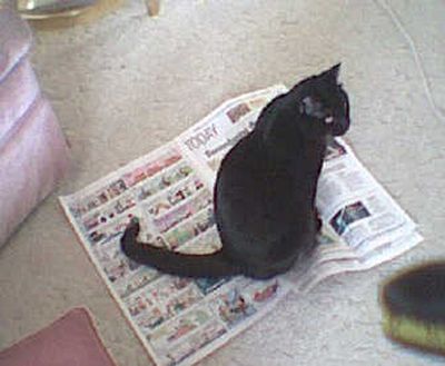 
You can lead a cat to the features section, but you can't make it read. Courtesy of Lan Hellie
 (Courtesy of Lan Hellie / The Spokesman-Review)