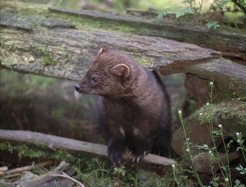 A female fisher looks around her enclosure at the Northwest Trek wildlife park near Eatonville, Wash., in April 1998. A weasel-like predator that disappeared from Washington  decades ago, the fisher is being reintroduced to the Cascade Mountains. (Louie Balukoff / Associated Press)