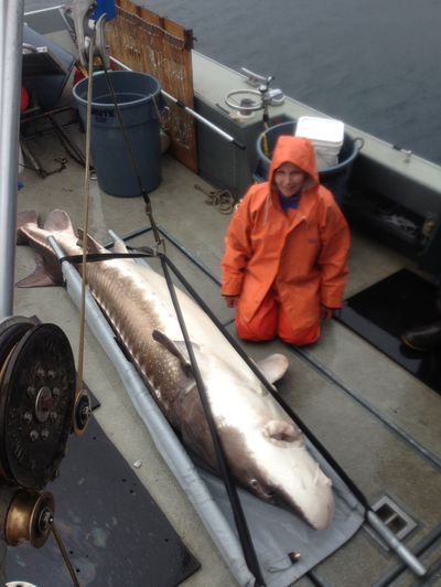 Researchers study 507-pound Columbia sturgeon near Northport.