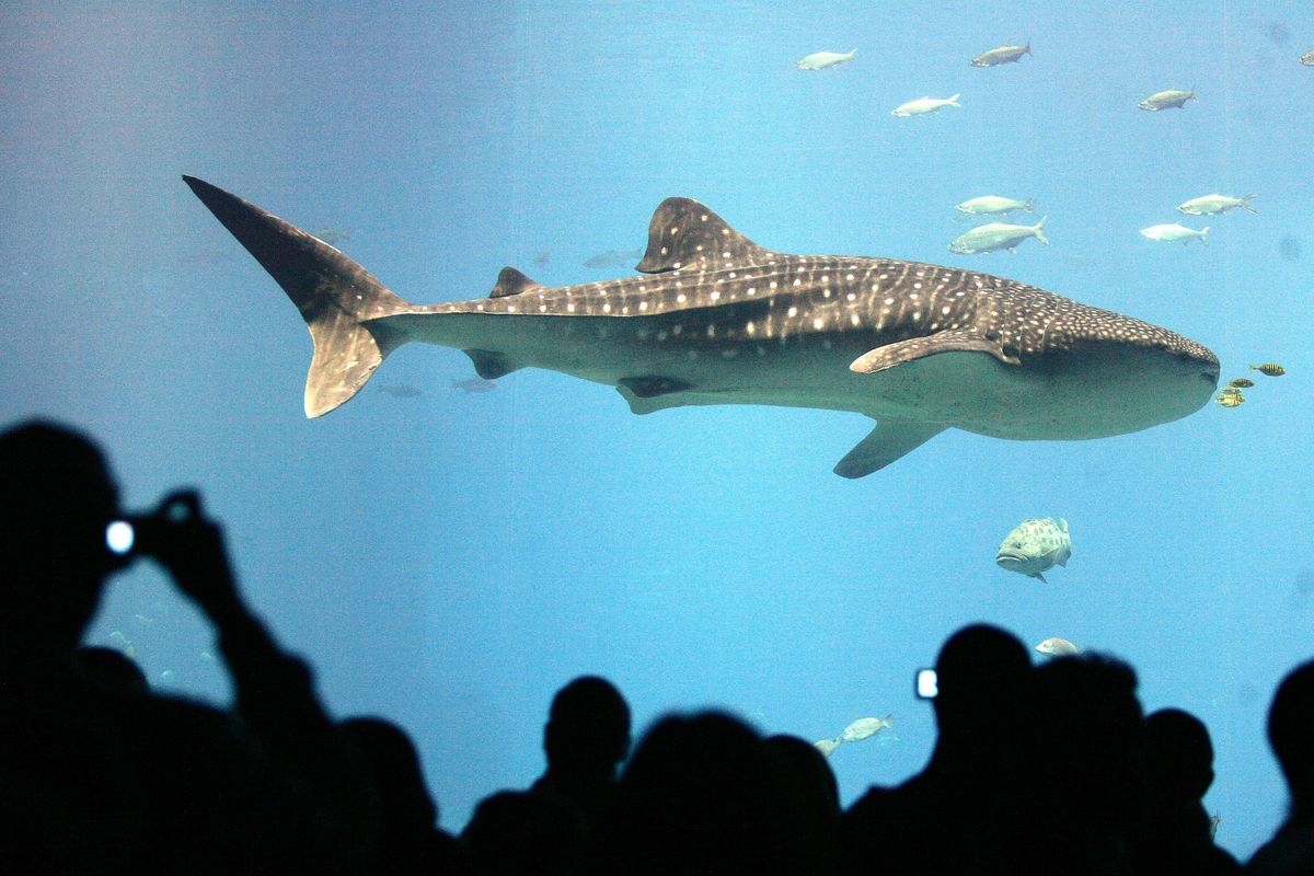 One of two whale sharks at the new Georgia Aquarium swims past a viewing window Wednesday, Nov. 23, 2005. (JOHN BAZEMORE / AP)