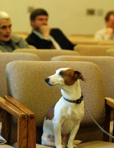 
Tray waits for his owner, Lee Barker, to testify Wednesday at a legislative hearing in Olympia. Barker thinks Tray was clawed by a cougar.
 (RICHARD ROESLER / The Spokesman-Review)