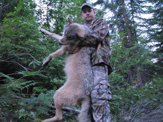 Idaho’s wolf hunt is still on, for now | The Spokesman-Review