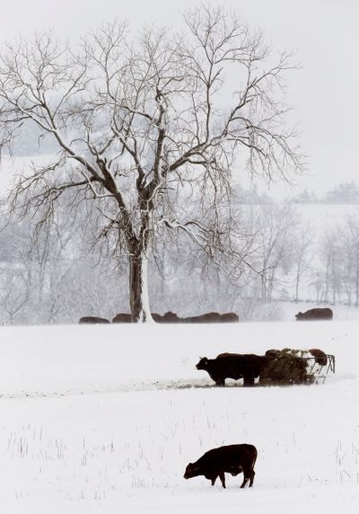 Cattle feed in a snow-covered pasture near Lecompton, Kan., in February. Recent weather has mitigated the severe drought plaguing the nation’s midsection. (Associated Press)