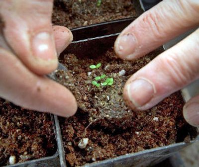 
Get a head start on the growing season by putting young plants in a cold frame.
 (Associated Press / The Spokesman-Review)