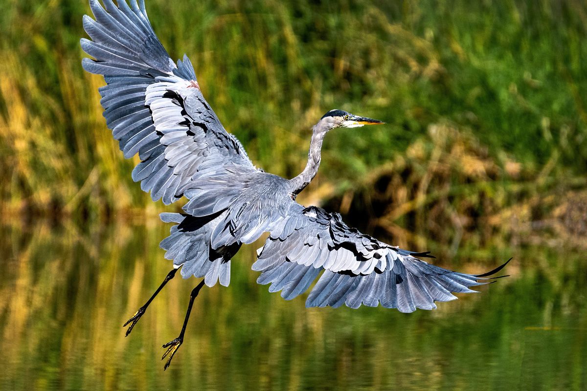 A resident great blue heron takes off in flight to a different spot on the Cannon Hill Park pond where it resumed hunting small fish on Sept. 26, 2022.  (COLIN MULVANY/THE SPOKESMAN-REVI)