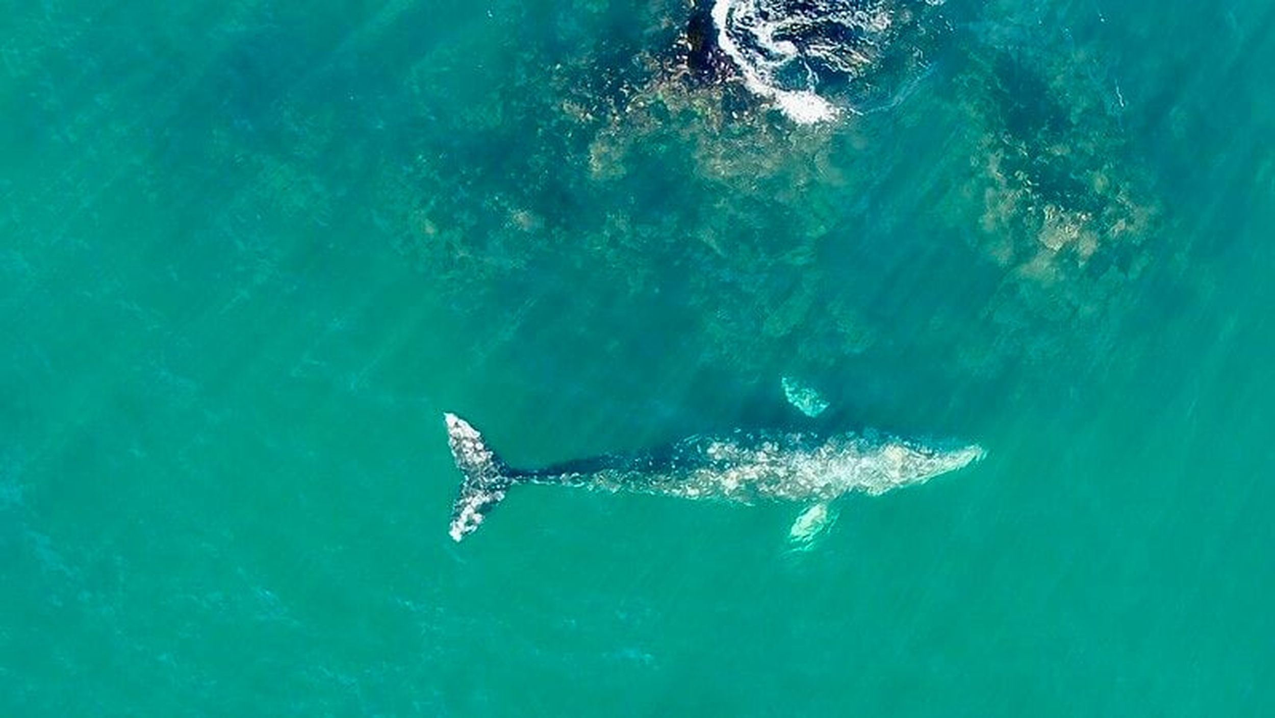 Makah Tribe may soon exercise treaty right to hunt gray whales off WA