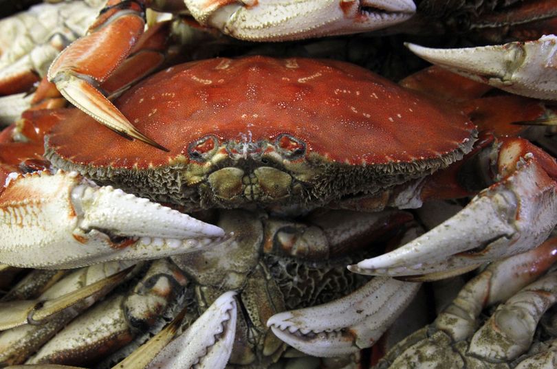Dungeness crab wait for ice, packing and shipping at Hallmark Fisheries in Charleston, Ore.