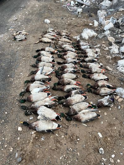 Idaho Fish and Game is investigating a duck poaching case in Canyon County.  (Courtesy of Idaho Fish and Game)