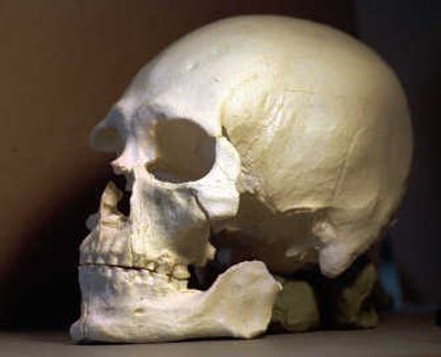
A plastic casting of the skull of the Kennewick Man is shown in Richland. Associated Press
 (File Associated Press / The Spokesman-Review)