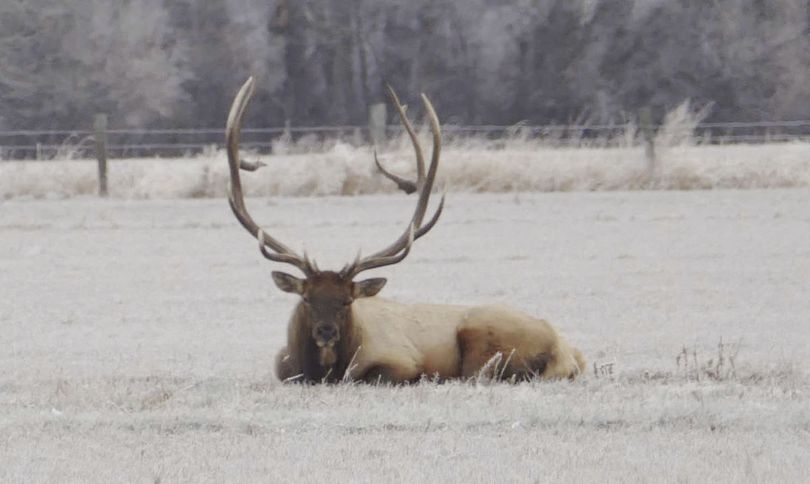 An elk locals knew as Bullwinkle rests in a pasture in Kittitas County. The elk was killed by a shooter in December 2015. (Courtesy)
